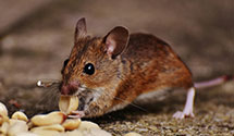 24 Hour & Emergency Exterminators in East Alton, IL